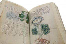 Voynich Manuscript, New Haven, Beinecke Rare Book and Manuscript Library, MS 408, Facsimile Edition bySiloé, arte y bibliofilia, 2026