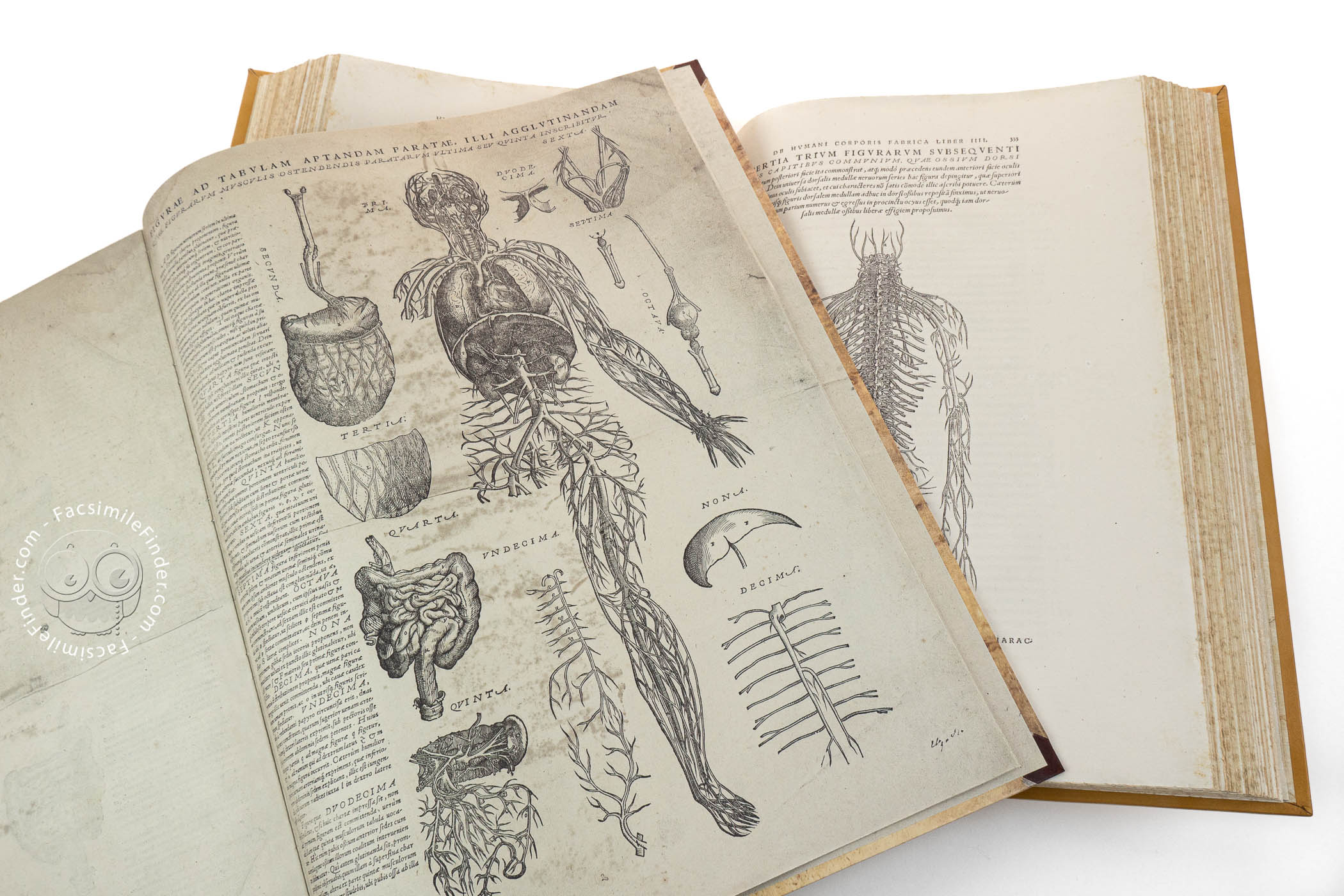 Andreas Vesalius Book De Humani Corporis Fabrica
